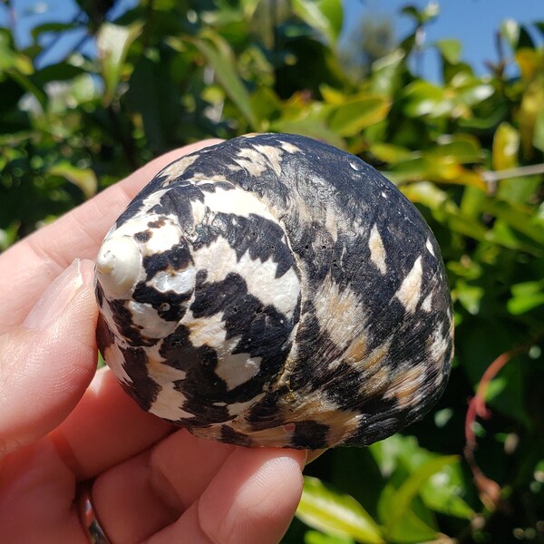 2.25" Natural Magpie Seashell (1 Shell) - West Indian Top Shell - Black & White Turbo Shell - Cittarium Pica - Turbo Pica