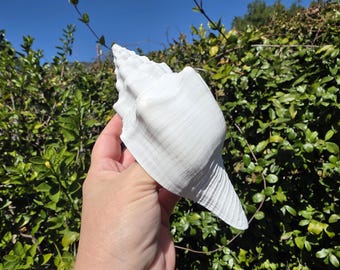 6.5" White West Indian Chank Seashell (1 Shell) - Turbinella Angulata - Lamp Shell - **Read Item Details**