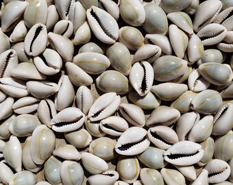 0.75-1.25" Ring Top Cowrie Seashells (10 Shells) - Ring Cowrie - Gold Ring Cowrie - Monetaria Annulus - Cypraea Annulus - Craft Shells