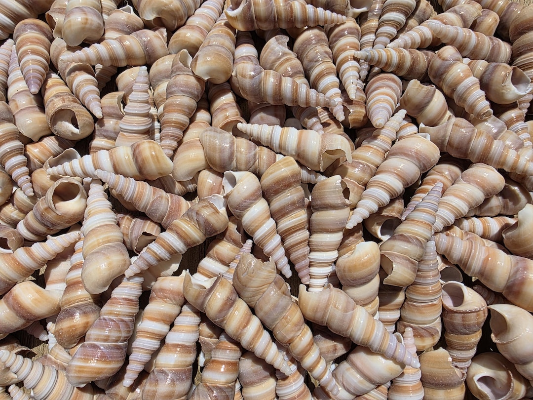 Tan Shells 2-3