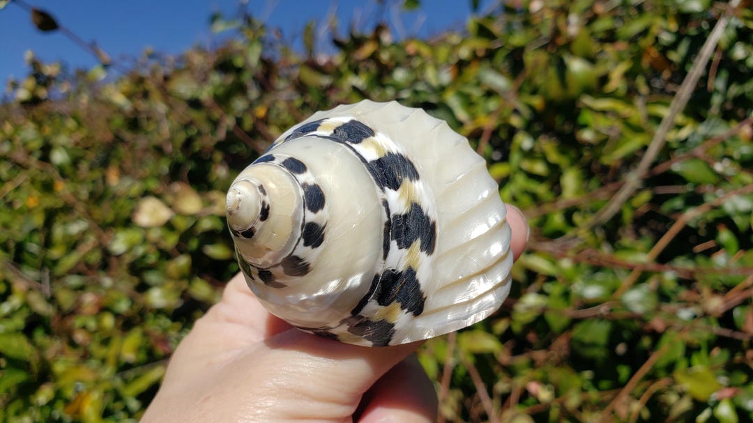 Magpie Shells 2.25