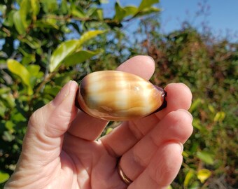 1.875" Mole Cowrie Seashell (1 Shell) - Chocolate Banded Cowry Shell - Talparia Talpa - Cypraea Talpa