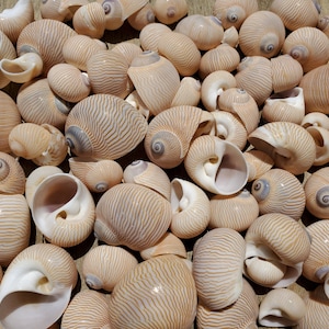 1-1.5&quot; Lined Moon Snail Seashells (5 Shells) - Nautica Lineata - Craft Shells