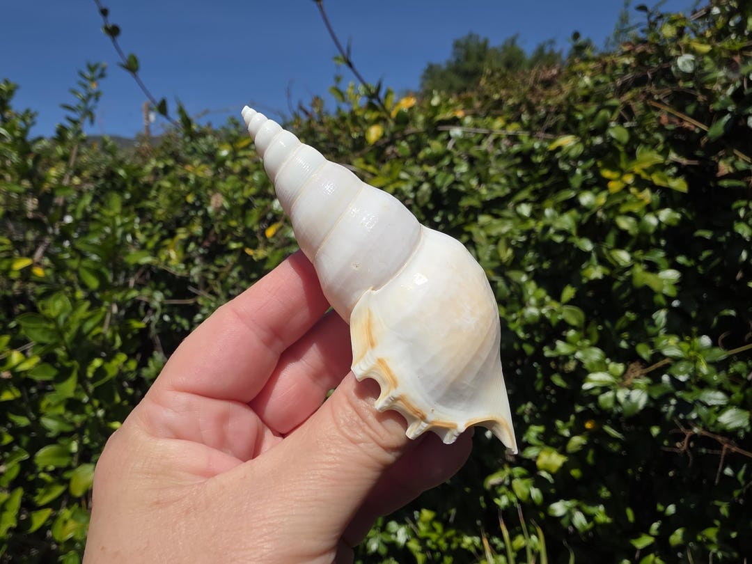 3.75" White Delicate Tibia Seashell (1 Shell) - Rostellariella/tibia ...