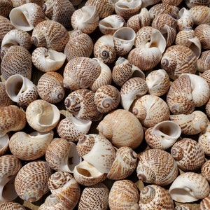 May include: A collection of small, brown and white seashells with a patterned design. The shells are arranged in a random pattern on a light brown surface.