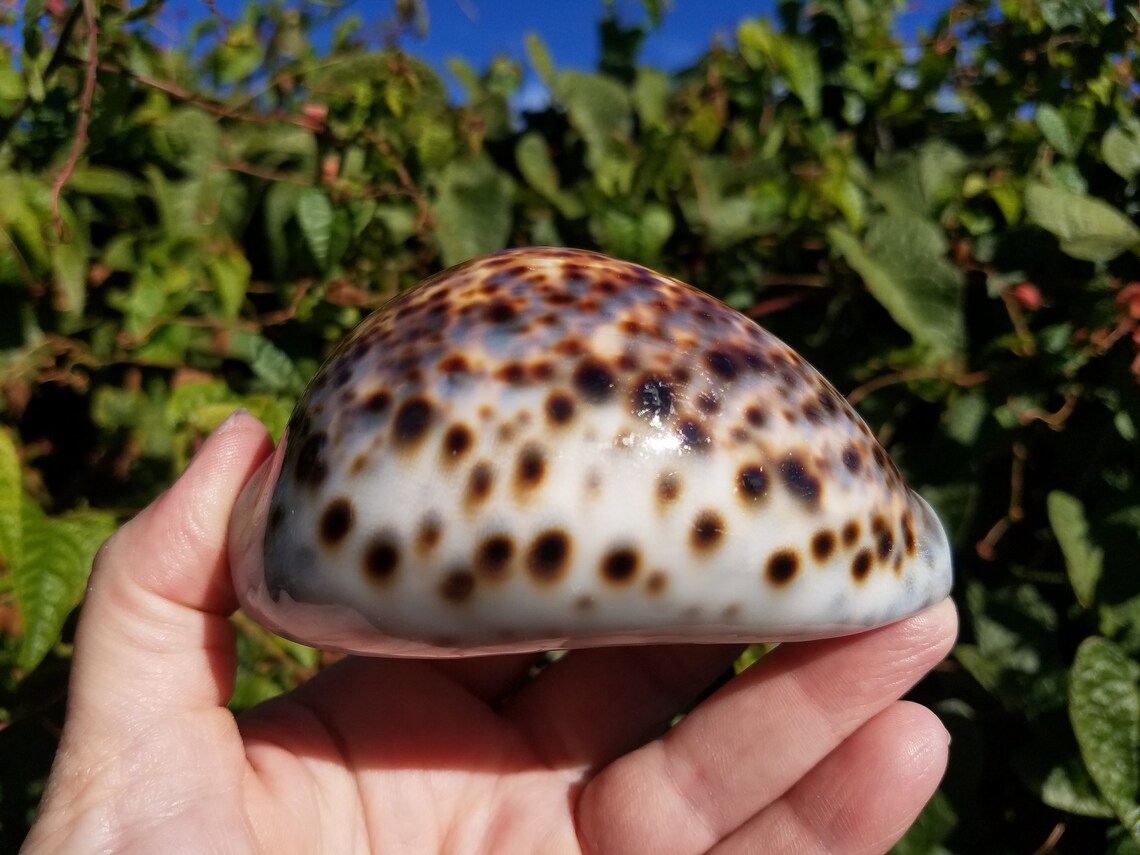 Tiger Cowrie Shell Cypraea Tigris Natural Seashell Large Etsy