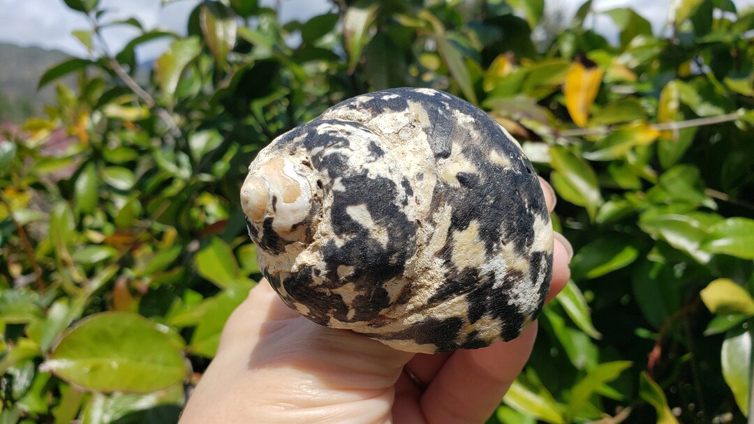 Magpie Shells 2.5 Natural Magpie Seashell 1 Shell West Indian Top Shell Black & White ...