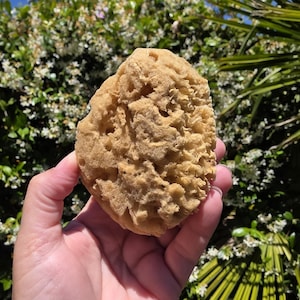 May include: A natural sea sponge with a porous, irregular, and textured surface. The sponge is light tan in color and features a complex, organic structure with numerous small holes and ridges throughout its entire rounded, uneven shape.