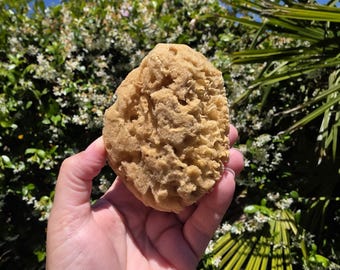 3.5" Natural Sea Sponge (1 Sea Sponge) - **Read Item Details**