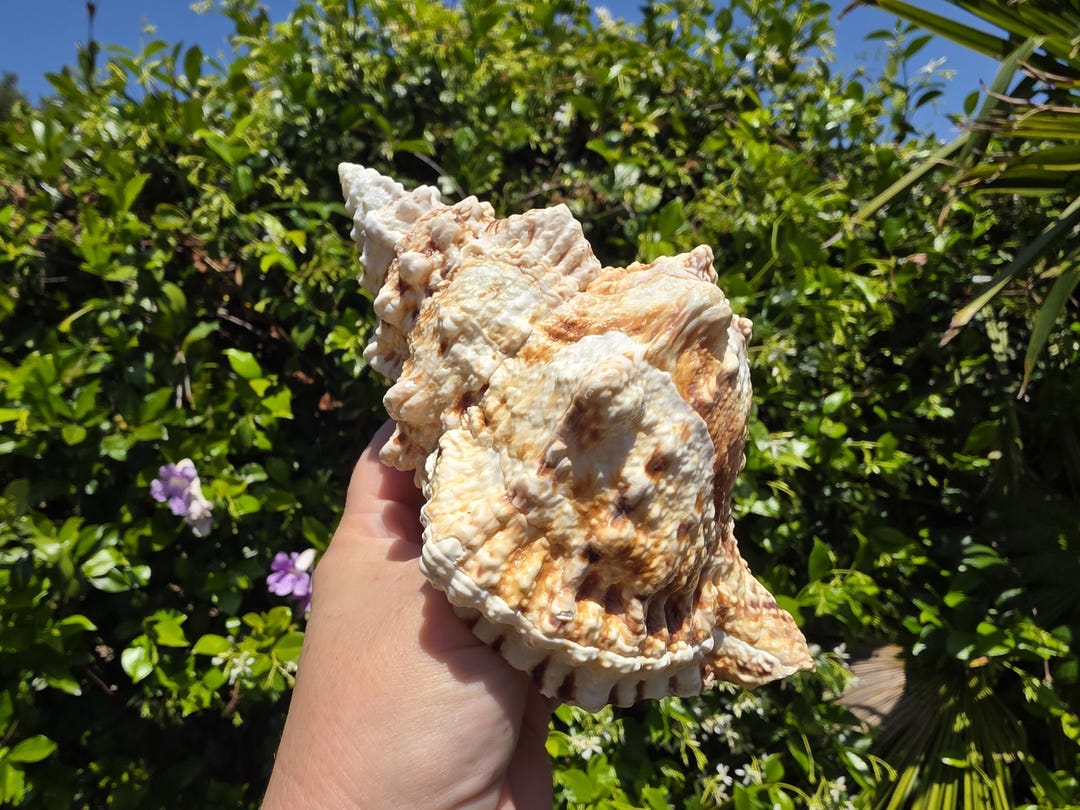 6.5" Giant Frog Seashell (1 Shell) - Tutufa/bursa Bubo - Bursa Lampas ...