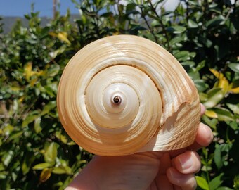 5.625" Giant Tun Seashell (1 Shell) - Tonna Galea - Tonna Oleria