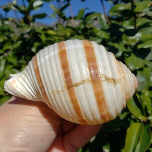Tonna Sulcosa Shell-1 Piece-sea Shells for Crafting-tona Sea 