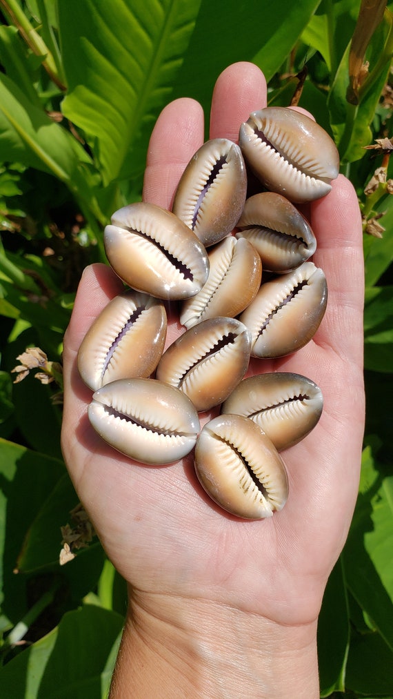 Purple Top Snakehead Cowrie Shells, Cypraea Caputserpentis