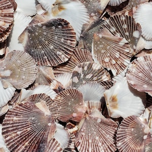1-1.875&quot; Baby Flat Scallop Seashell Halves (25 Shells) - Craft Shells