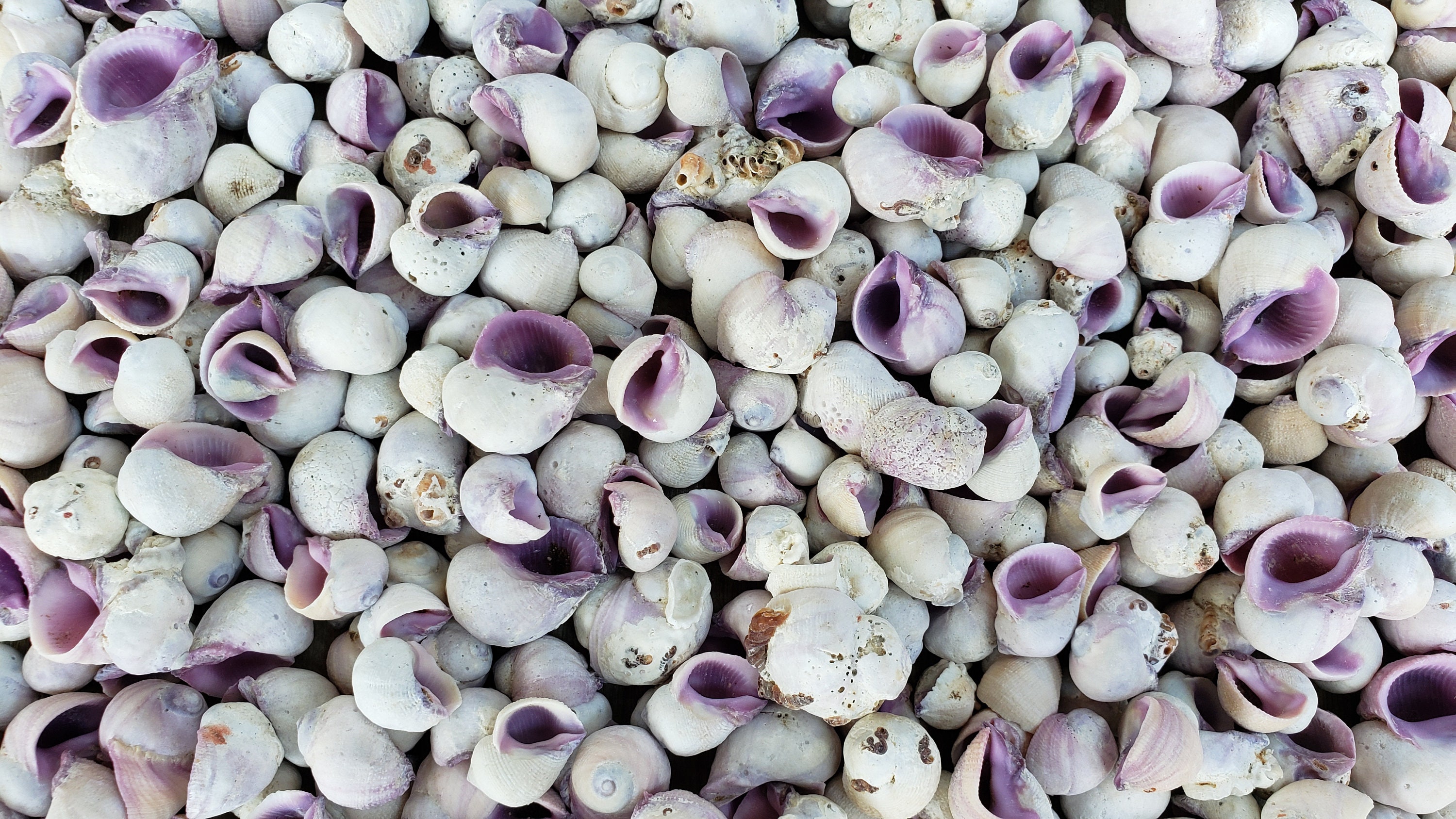 0.5-1" Cebu Beauty Seashells (25 Shells) - Violet Coral Shells ...