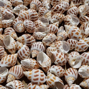 May include: A collection of numerous seashells with a natural, organic aesthetic. The shells are primarily white with brown, patterned markings. The image showcases the variety in size and shape, creating a textured, visually appealing display.