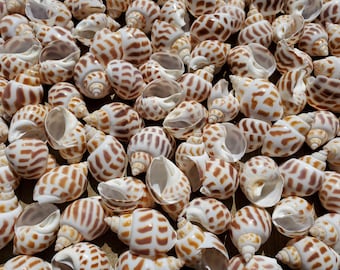 1-1.5" Spotted Babylon Snail Seashells (5 Shells) - Areola Babylonia - Babylonia Areolata - Craft Shells