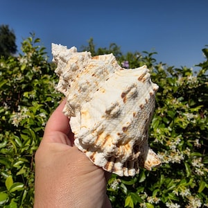 May include: A large, textured seashell with a cream and brown color palette. The shell has a spiral shape and is held against a backdrop of green foliage and a clear blue sky. The shell's surface has intricate details.