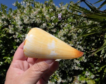 3.375" Flag Cone Seashell (1 Shell) - Conus Vexillum - **Read Item Details**