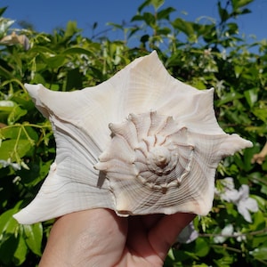 7.375&quot; Left Handed Whelk Seashell (1 Shell) - Lightning Whelk Shell - Florida Whelk Shell - Sinistrofulgur Sinistrum - Busycon
