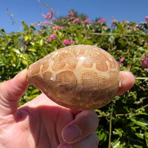 2.875&quot; Map Cowrie Seashell (1 Shell) - Map Cowry Shell - Leporicypraea Mappa - Cypraea Mappa