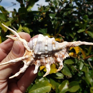 4.375&quot; Scorpion Spider Conch Seashell (1 Shell) - Scorpion Conch Shell - Lambis Scorpius