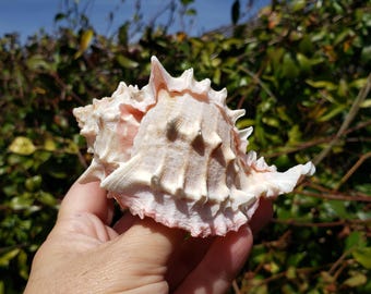 May include: A large, textured seashell with a spiky exterior. The shell is primarily off-white with pinkish-orange accents. The background features green foliage and a blue sky, creating a natural setting for the seashell.