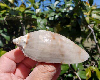 3.25" Bat Volute Seashell (1 Shell) - Cymbiola Vespertilio