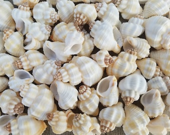 1-1.5" Cancellaria Seashells (5 Shells) - Nutmeg Shells - Craft Shells