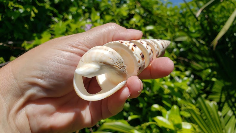 5" Spiral Cut Marlinspike Auger Seashell (1 Shell) - Oxymeris Maculata ...