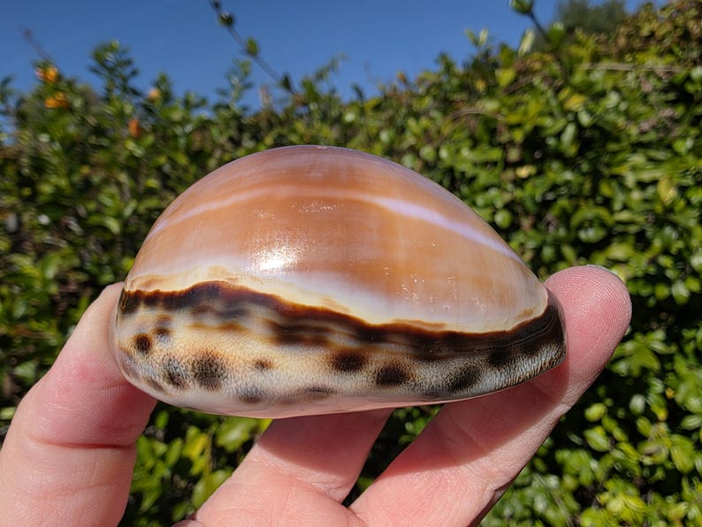 Purple Ringed Top Shell 3