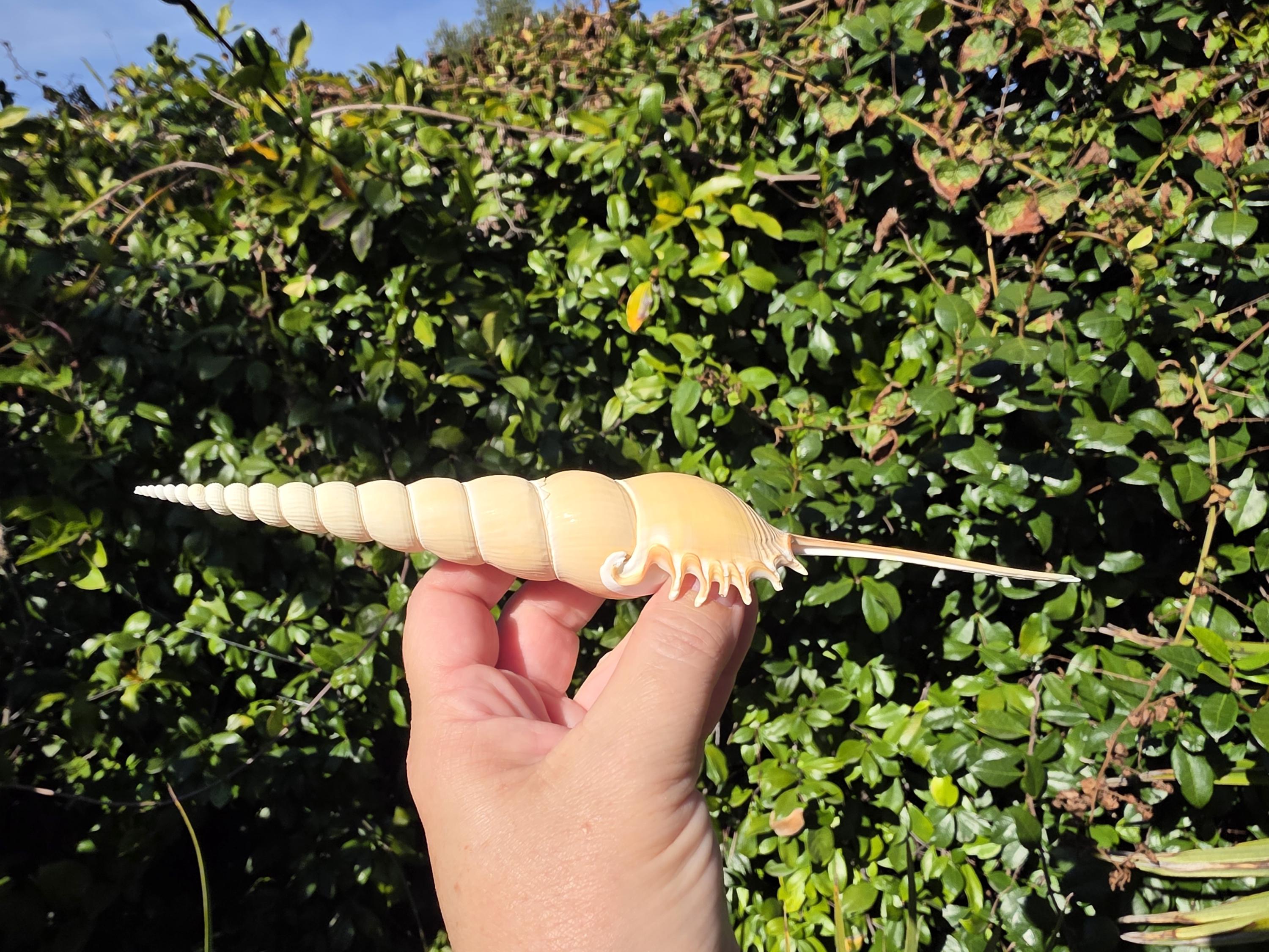 8.375" Spindle Tibia Seashell (1 Shell) - Shinbone Tibia - Tibia Fusus ...