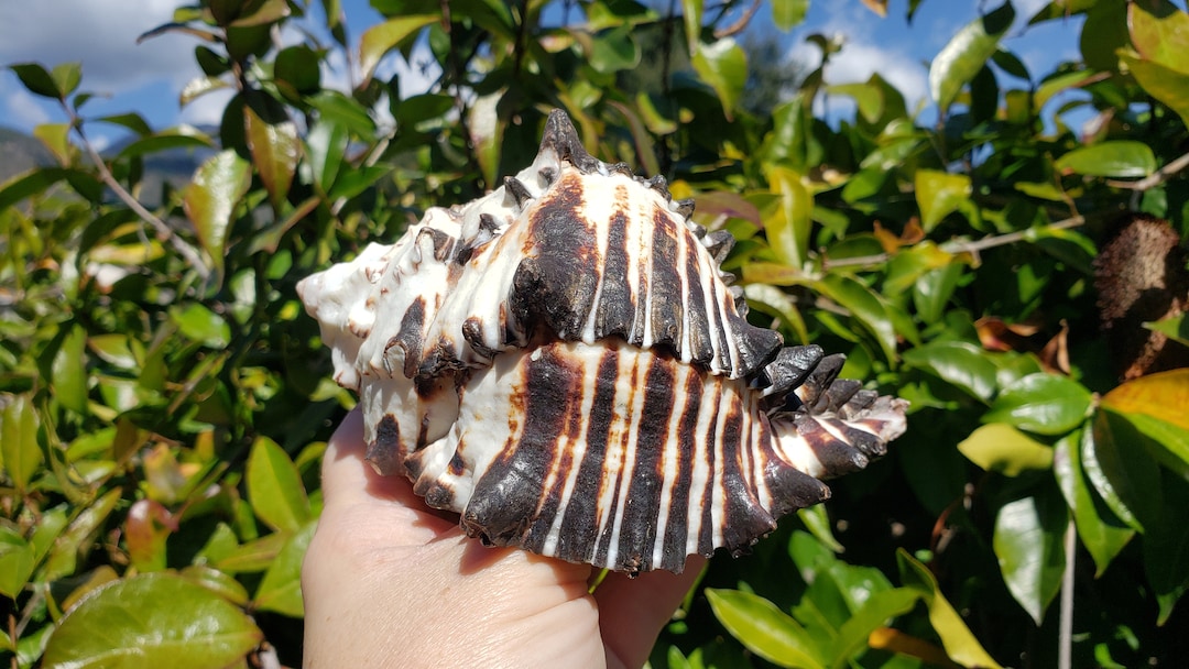 5 Black Murex Seashell 1 Shell Black and White Murex Northern Radix ...