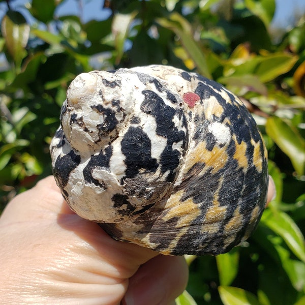 2.5" Natural Magpie Seashell (1 Shell) - West Indian Top Shell - Black & White Turbo Shell - Cittarium Pica - Turbo Pica