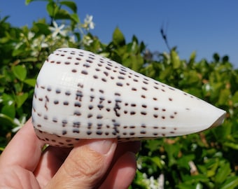 4.25" Leopard Cone Seashell (1 Shell) - Conus Leopardus