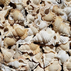 1.25-1.75&quot; Maple Leaf Triton Seashells (5 Shells) - Winged Triton - Gyrineum Perca - Biplex Perca