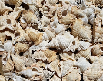 1.25-1.75" Maple Leaf Triton Seashells (5 Shells) - Winged Triton - Gyrineum Perca - Biplex Perca