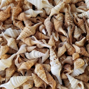 May include: A collection of small, brown and white seashells with a spiral shape. The shells are arranged in a random pattern and are all different sizes.