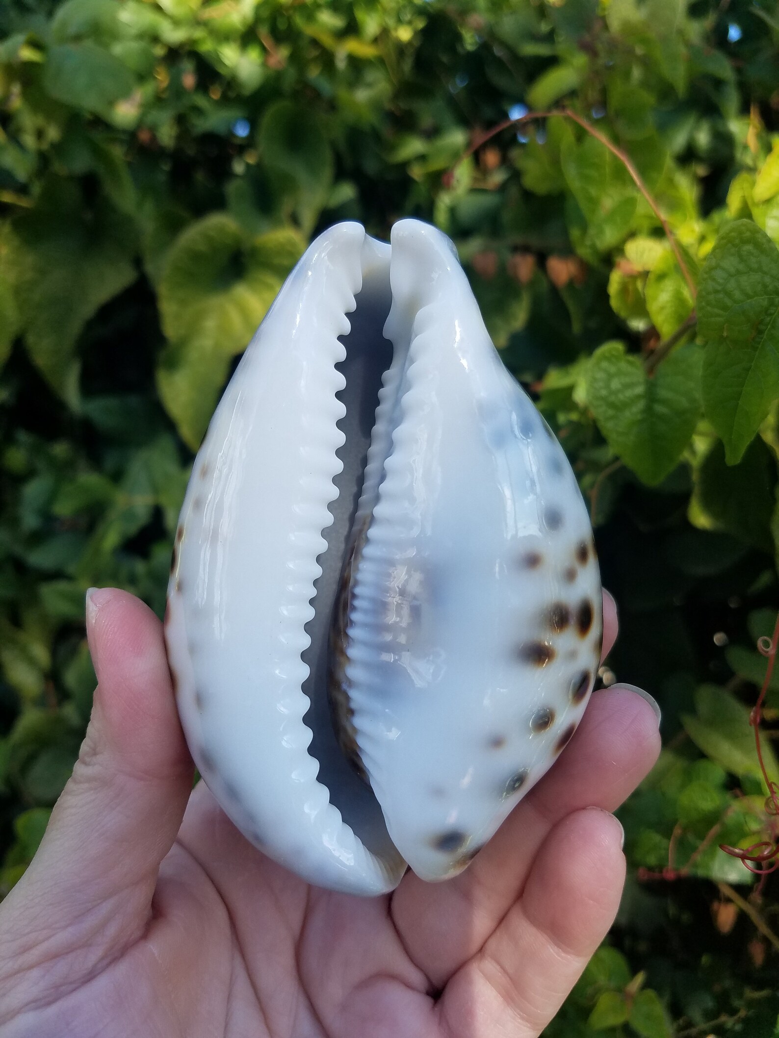 Tiger Cowrie Shell Cypraea Tigris Natural Seashell Large Etsy