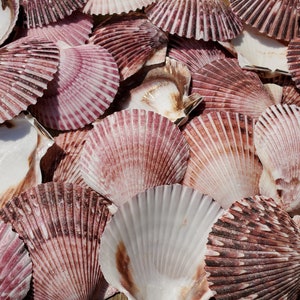 2.5-3.125&quot; Purple Argopecten Purpuratus Scallop Seashell Halves (5 Shells) - Purple Pecten - Craft Shells