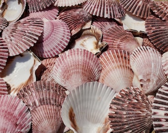 2.5-3.125" Purple Argopecten Purpuratus Scallop Seashell Halves (5 Shells) - Purple Pecten - Craft Shells