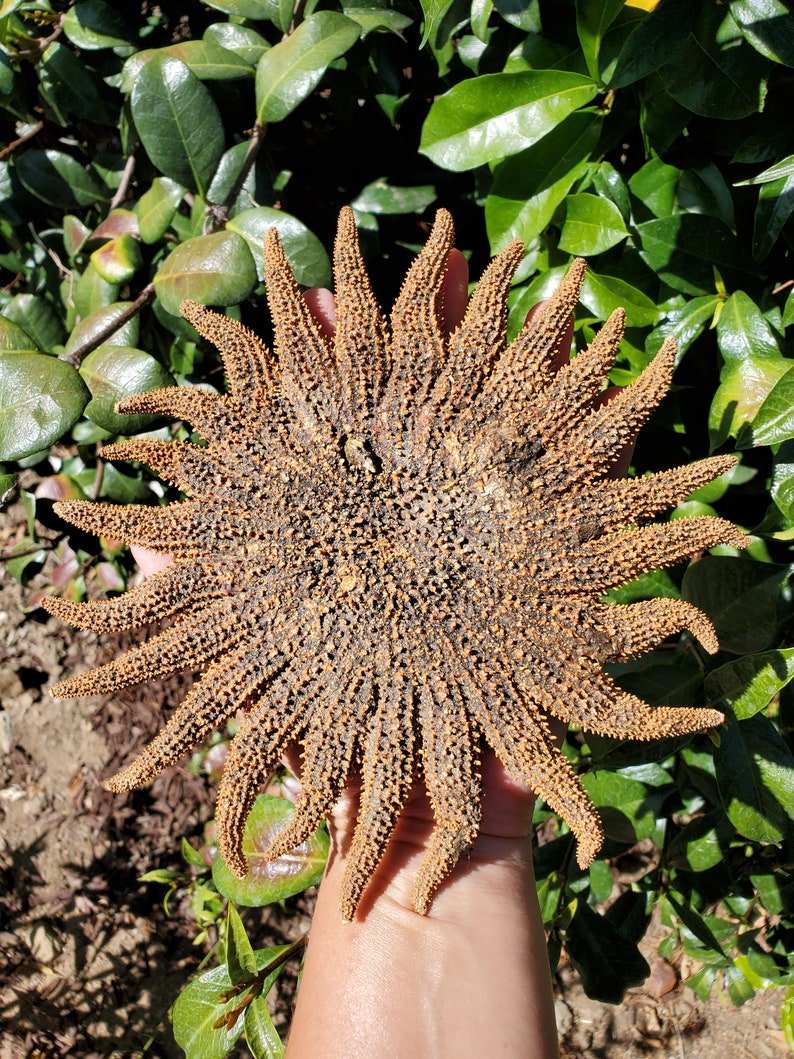 7.625 Sunflower Sea Star 1 Sea Star Sunflower Star | Etsy
