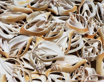 Op de afbeelding: Een close-up van een verzameling crèmekleurige schelpen met ingewikkelde, opengewerkte ontwerpen en accenten van bruin en beige. De schelpen hebben verschillende vormen en maten, wat een textuurrijke, natuurlijke weergave creëert. De afbeelding benadrukt de details.