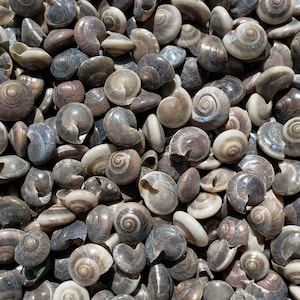 May include: A close-up view of a collection of small, spiral-shaped seashells. The shells vary in color, with shades of gray, brown, and white. The shells are tightly packed together, creating a textured surface.