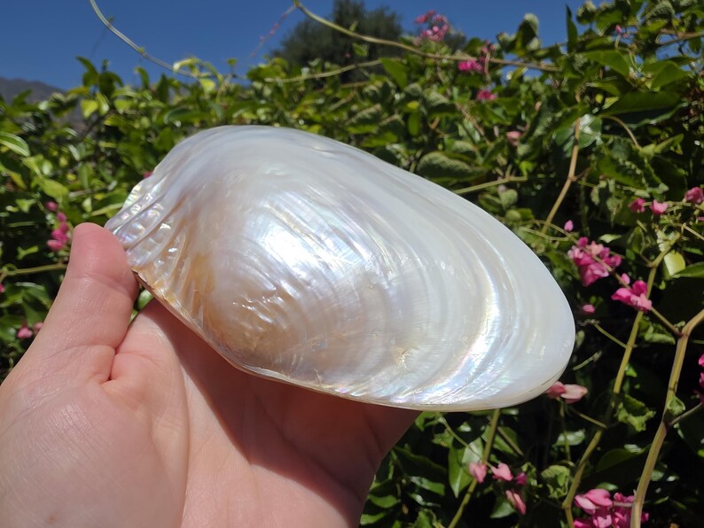 6.625" Cebu Clam Shell Pair (1 Attached Pair) - **read Item Details ...
