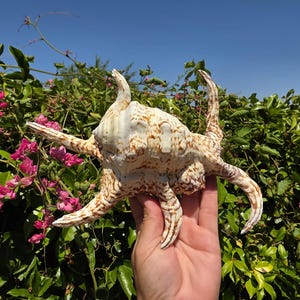 May include: A large, ornate seashell with multiple spiky protrusions, held against a backdrop of green foliage and pink flowers under a clear blue sky. The shell is cream-colored with brown markings.