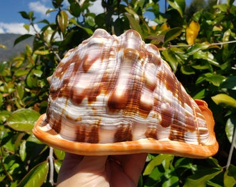 6.625" Bullmouth Helmet Seashell (1 Shell) - Red Helmet Shell - Cameo Shell - Cypraecassis Rufa - Cassis Rufa