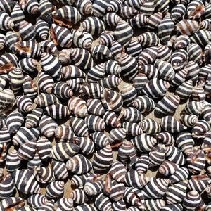 May include: A collection of small, black and white striped seashells. The shells are arranged in a random pattern and are all approximately the same size.