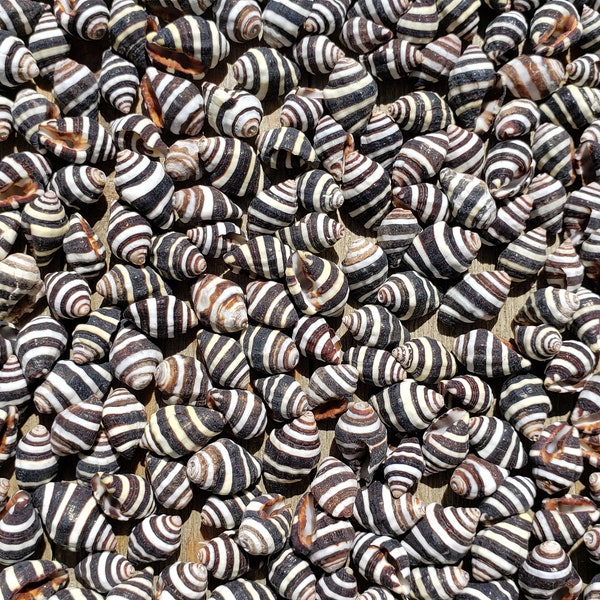 0.375-0.625" Striped Engina Seashells (10 Shells) - Bumble Bee Snails - Bee Hive Snails - Engina Mendicaria - Craft Shells