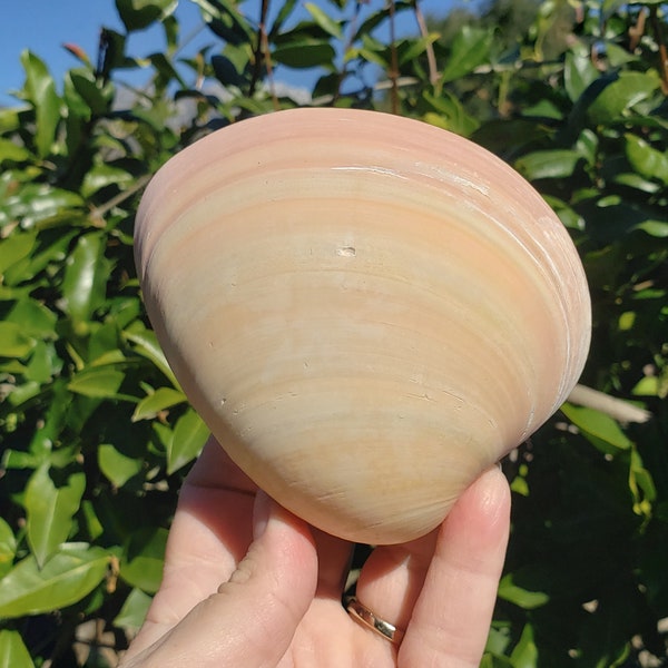 4" Quahog Clam Seashell (1 Half Shell/Single)